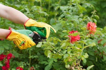 Prune Your Climbing and Rose Bushes