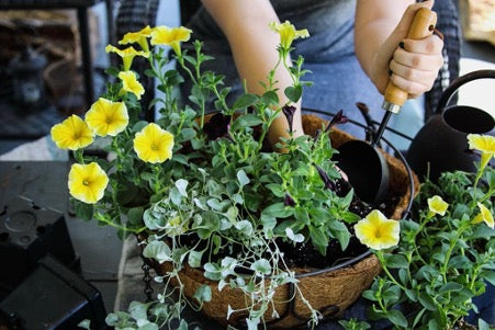 How To Plant Up A Container or Basket
