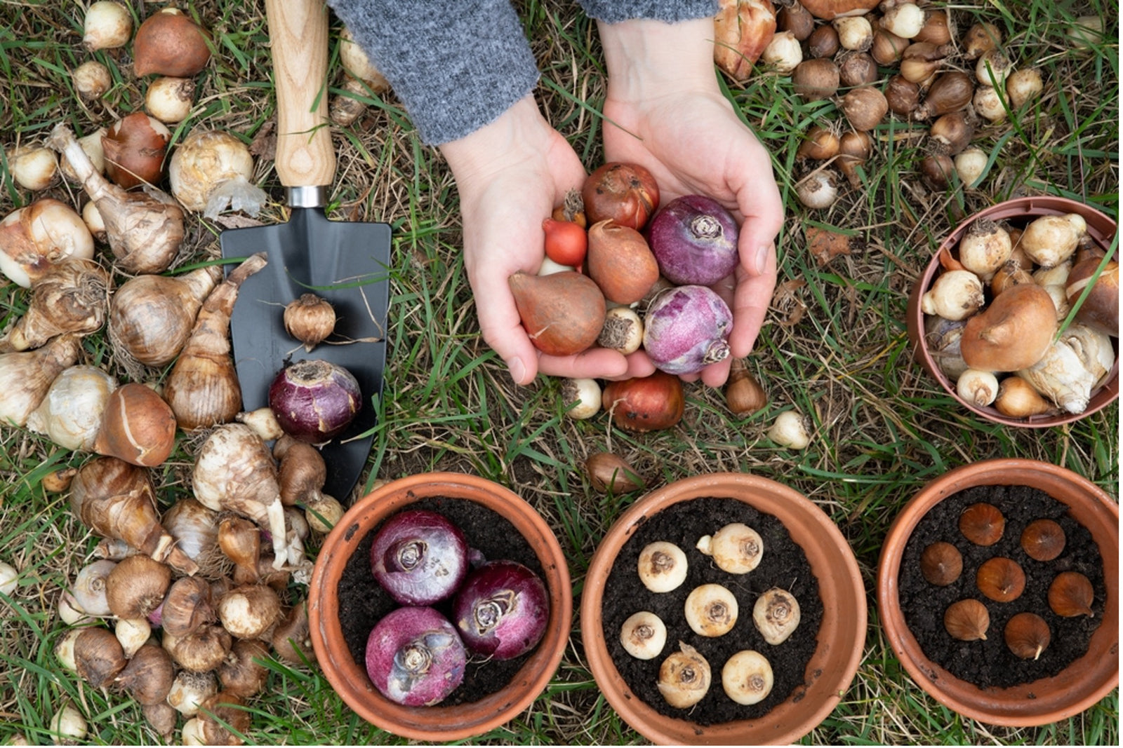 Buying Your Spring Bulbs Ready For Planting