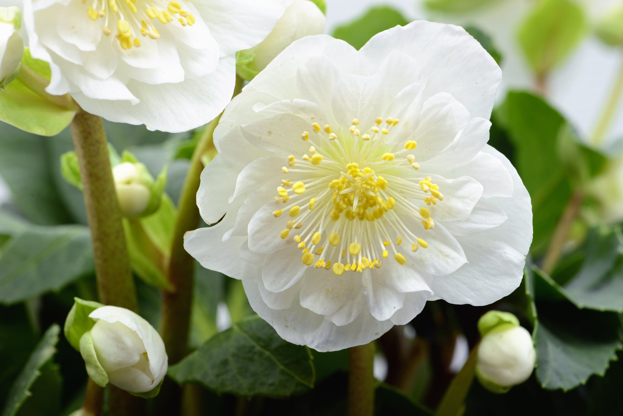 Why Every Garden Needs a Hellebore Plant