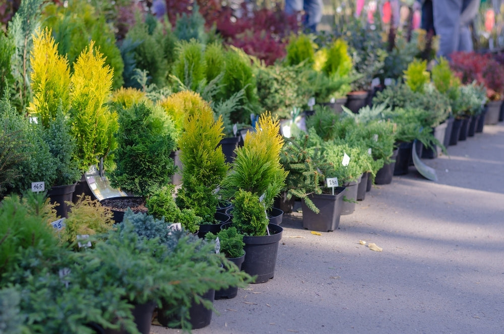 The Importance of Evergreen Plants in Winter