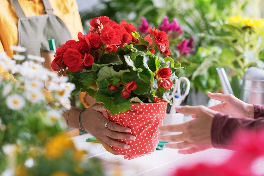 Buying Plants As A Gift : The Ultimate Guide