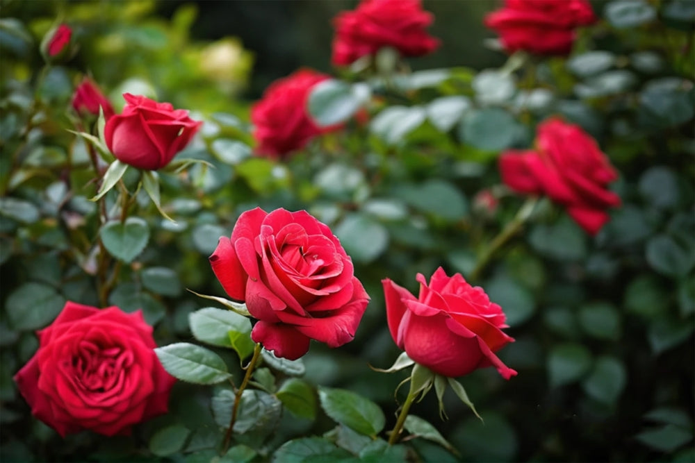 Roses in Garden