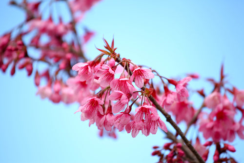 Some Of Our Favourite Cherry Blossom Tree Species