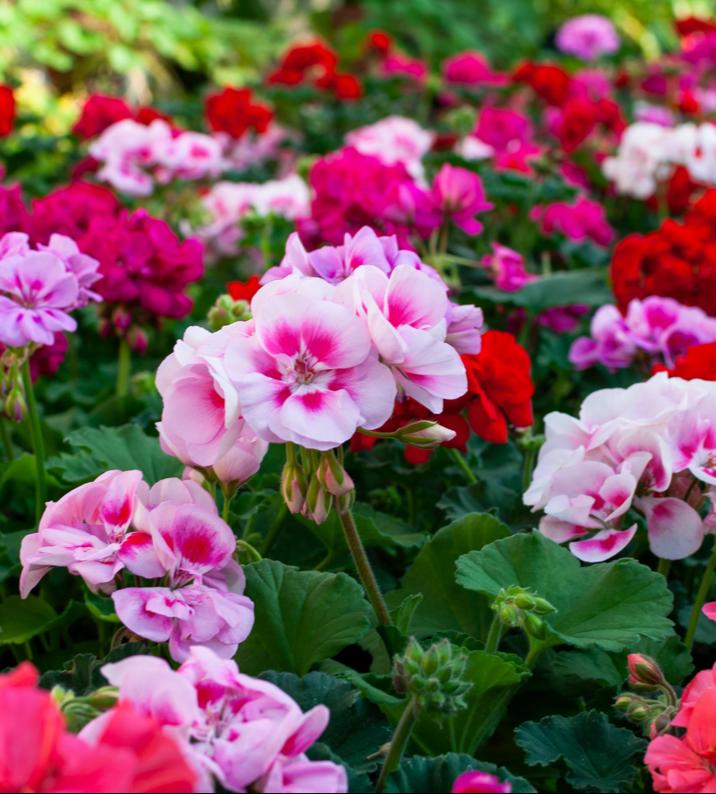 Seasonal Bedding Plants