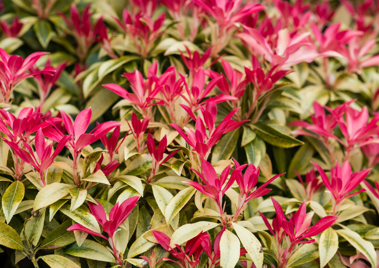 Evergreen Shrubs