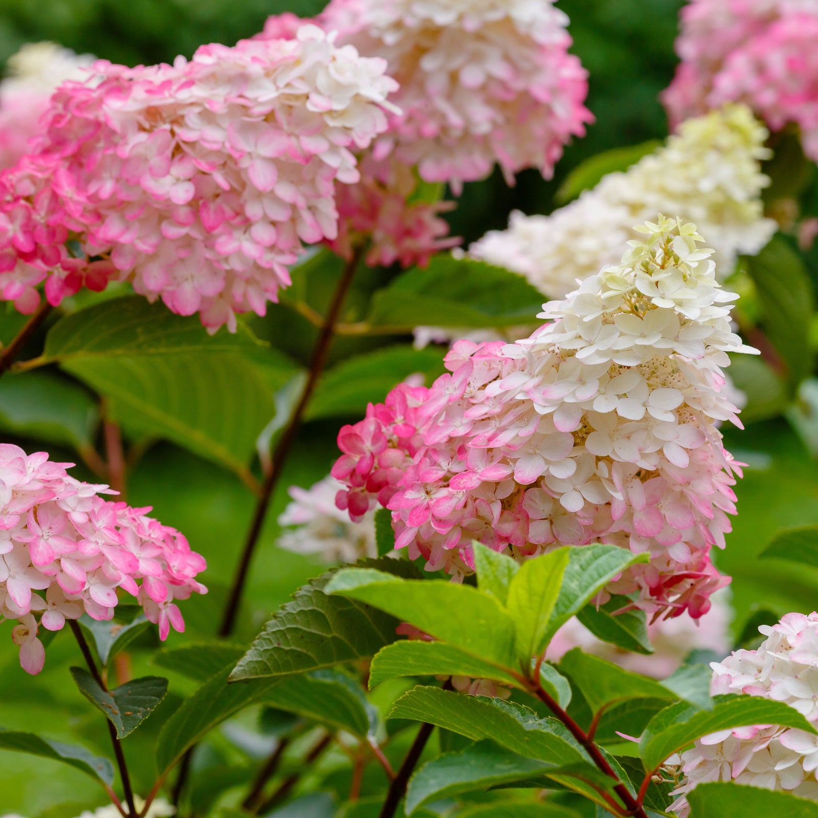 Flowering Shrubs