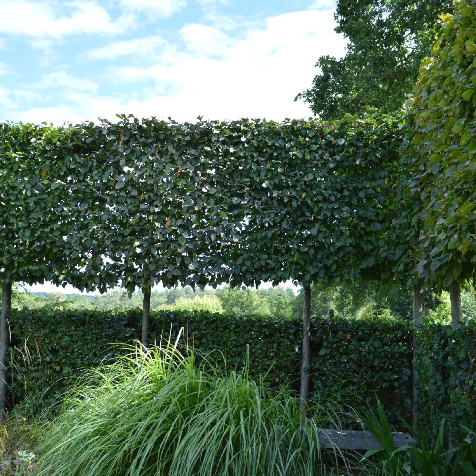 Pleached Trees
