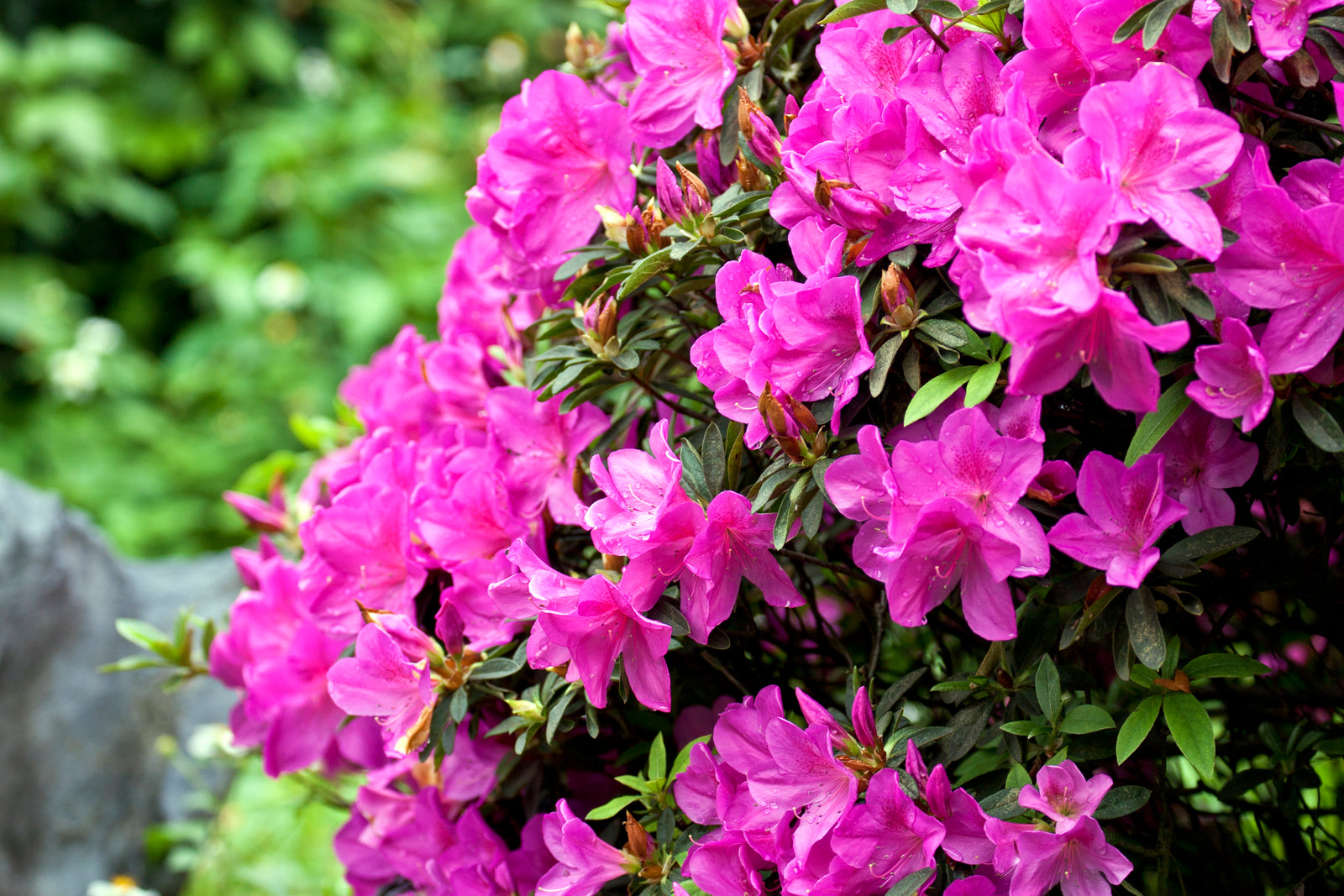 Flowering now