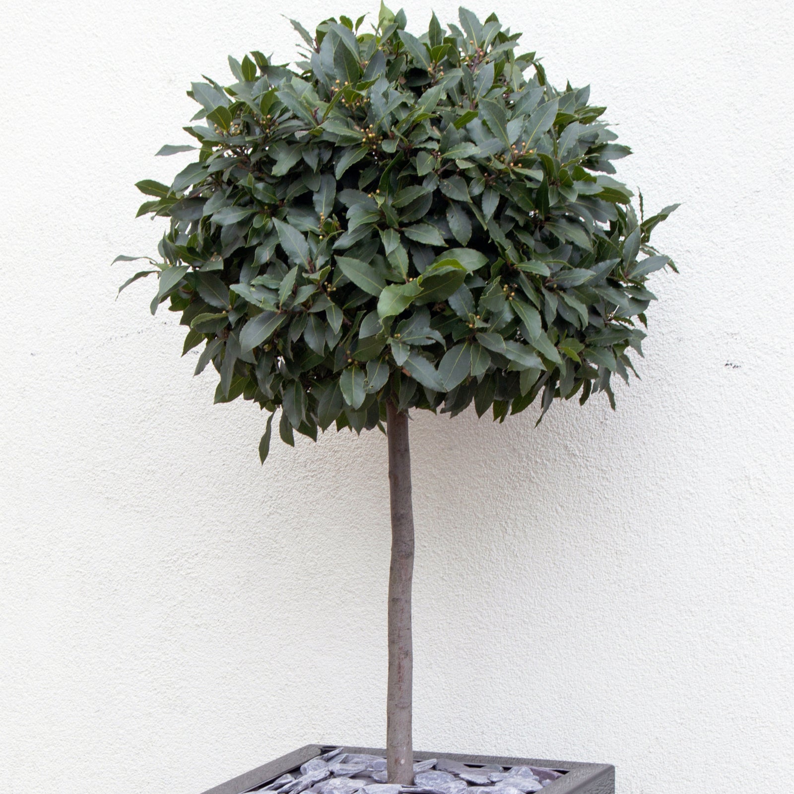 Patio Trees