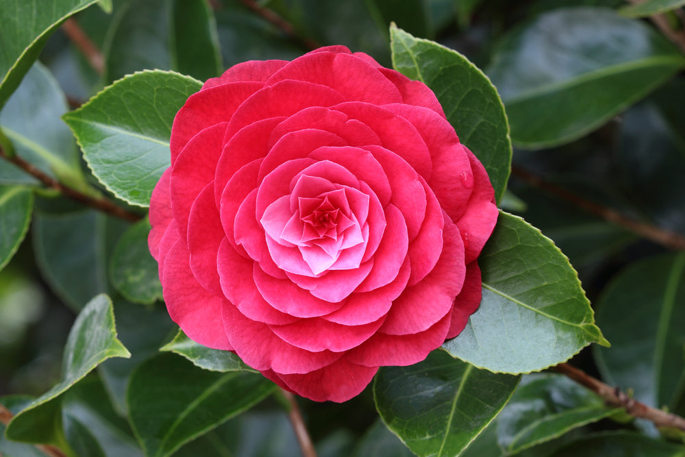 Flowering In April