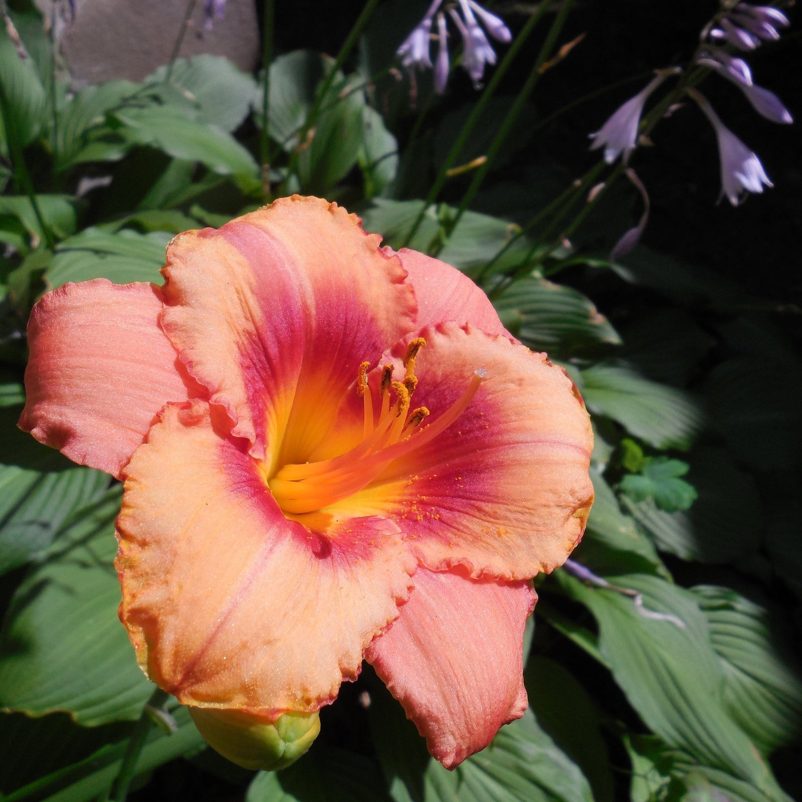 Daylilies (Hemerocallis)