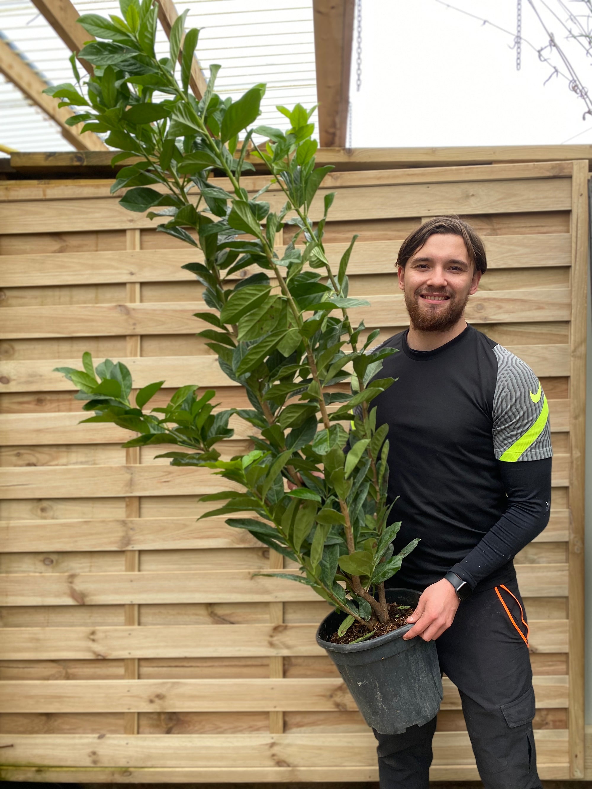 SPECIAL OFFER: 5-6ft Potted Cherry Laurel Hedge Plants 150-180cm (Multi-Buy Offers Available)