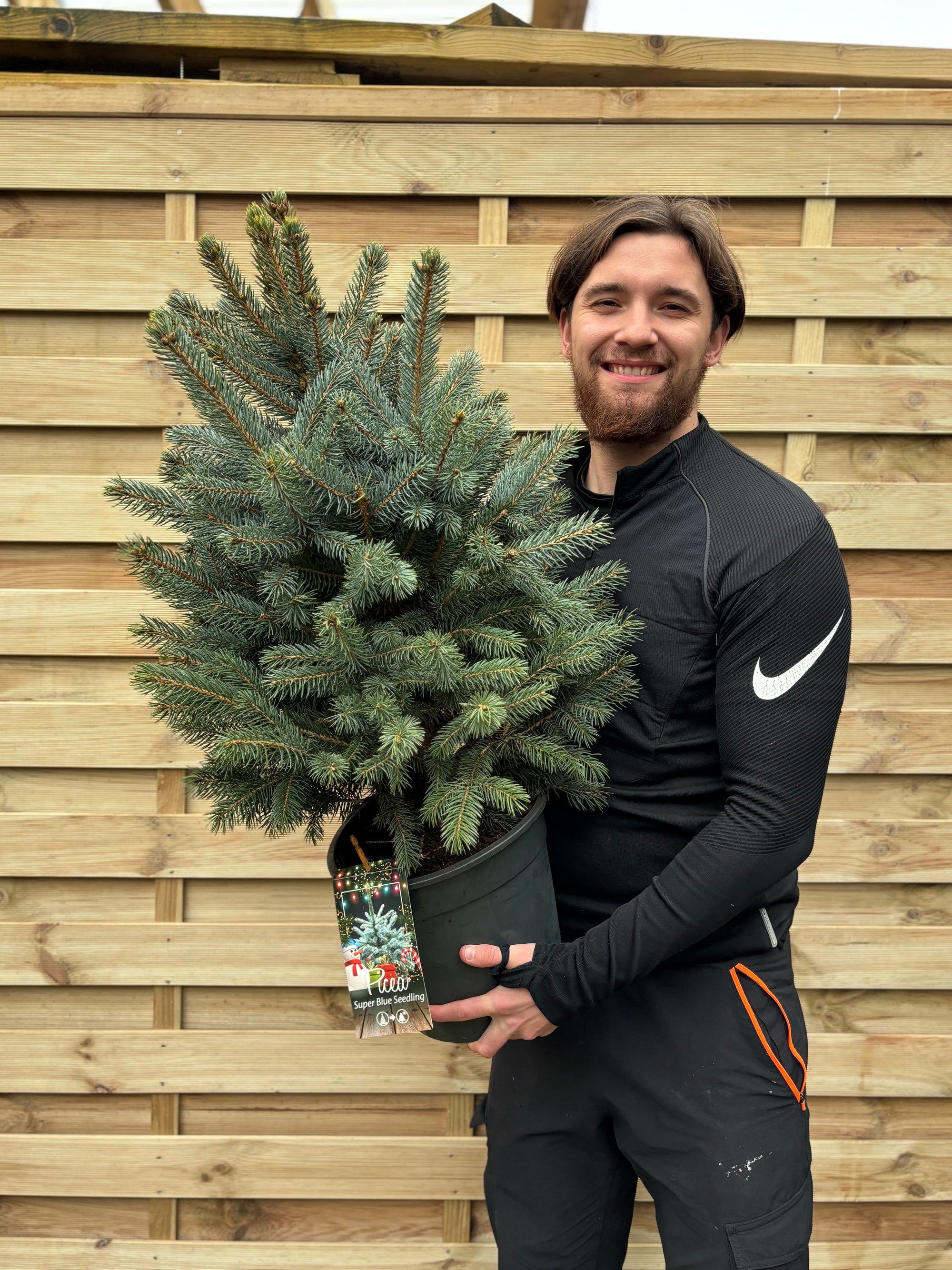 Potted  Real Christmas Tree | Picea pungens Super Blue | 80-90cm