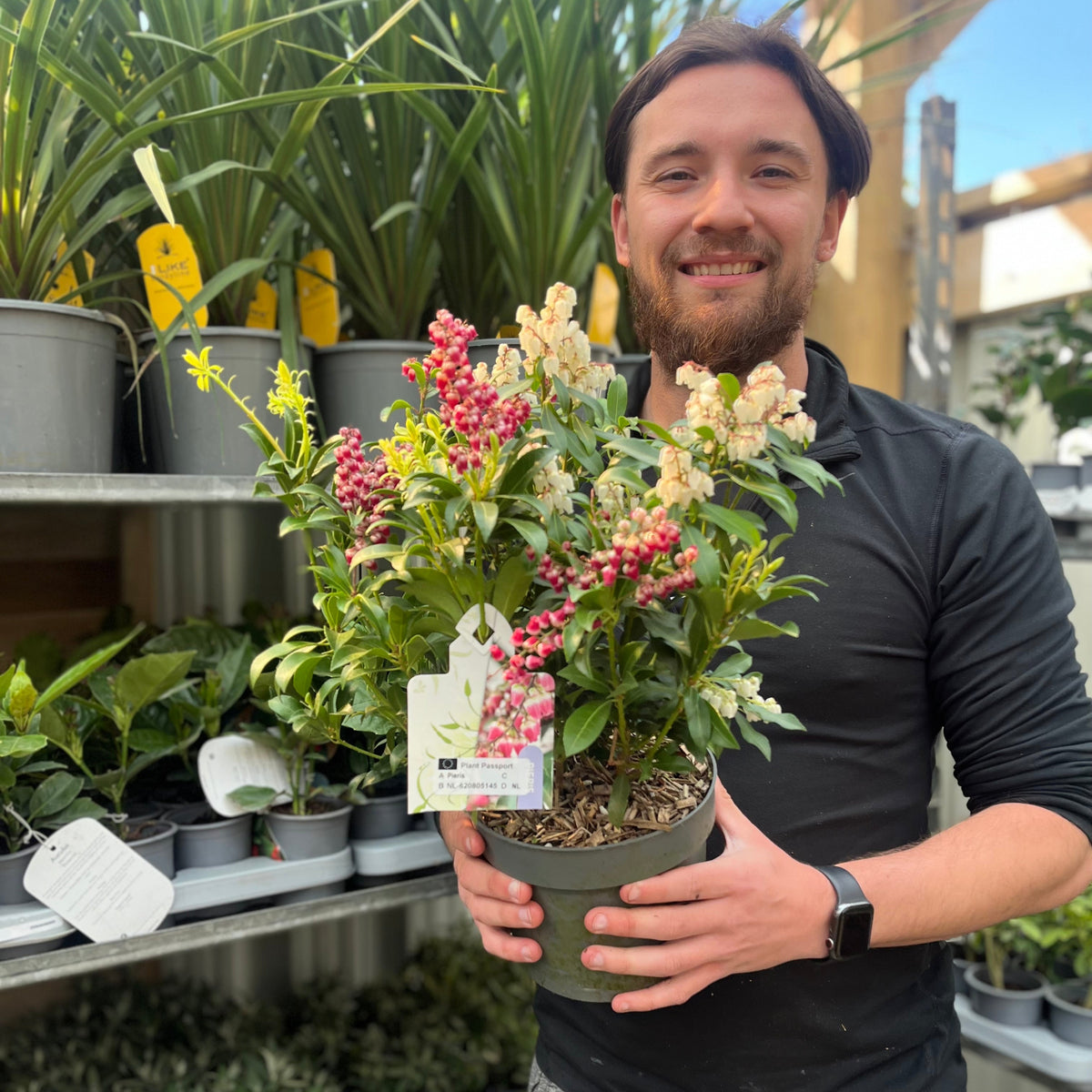 A bearded man in a black shirt and smartwatch holds a Pieris japonica 'Twins’ 2L (50-60cm), displaying its pink and white flowers, in a garden center surrounded by potted plants on shelves.