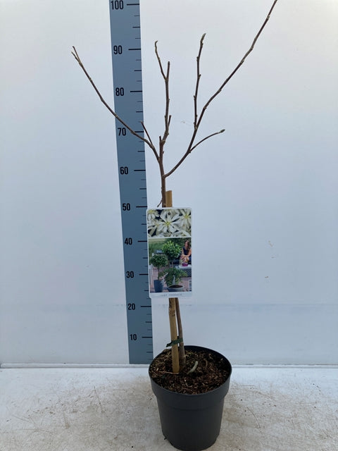 Magnolia stellata Standard Tree | Star Magnolia 90-100cm