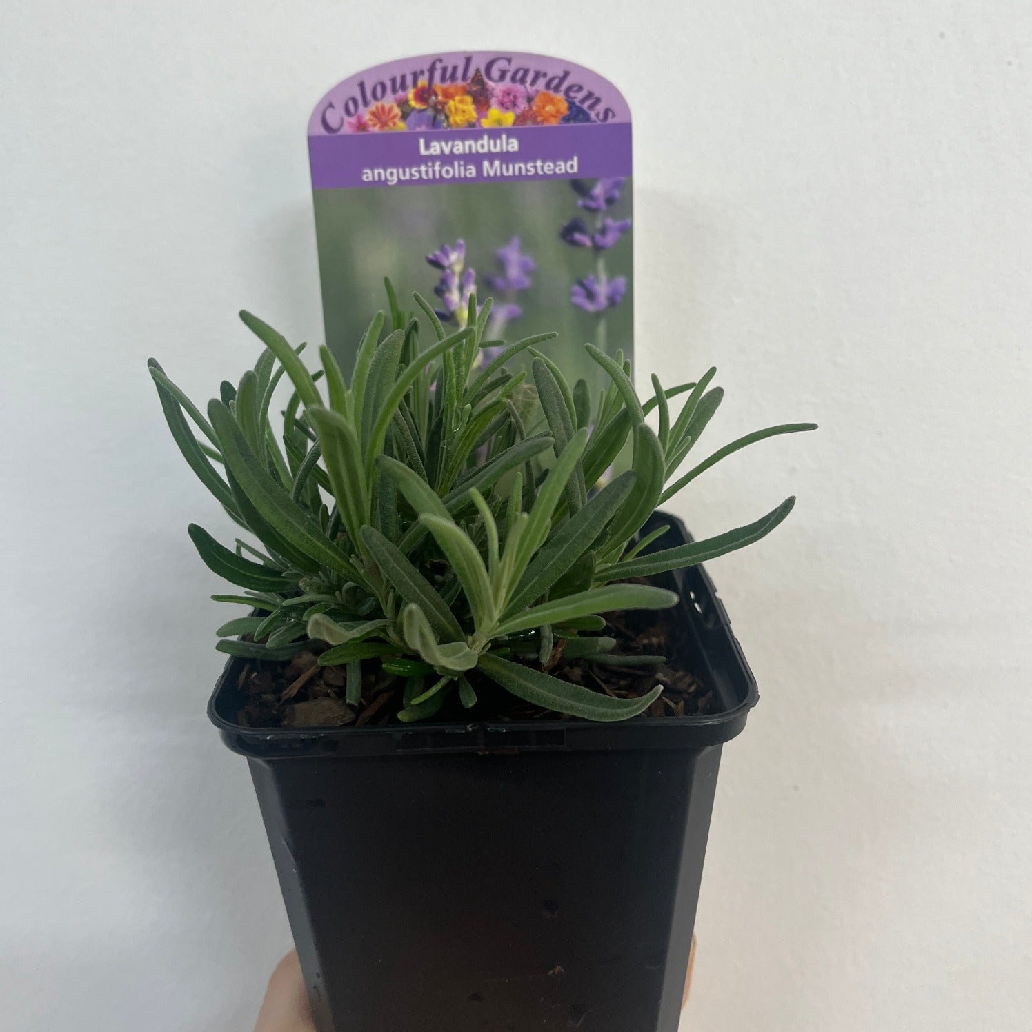 Close-up of Lavender angustifolia 'Munstead' 9cm/1.5L, a hardy perennial showcasing clusters of fragrant purple flowers on tall green stems, set against a softly blurred background.