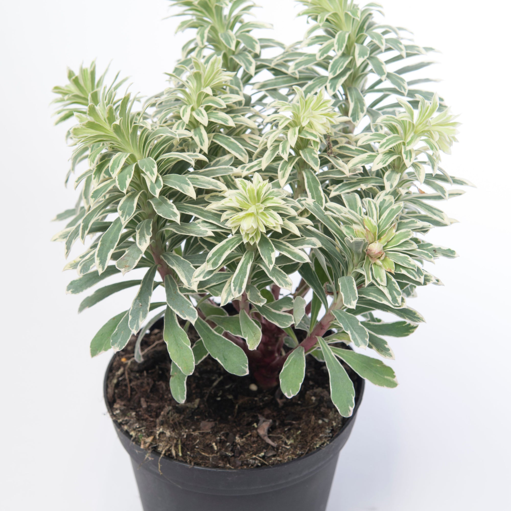 Euphorbia characias 'Silver Swan' 2L