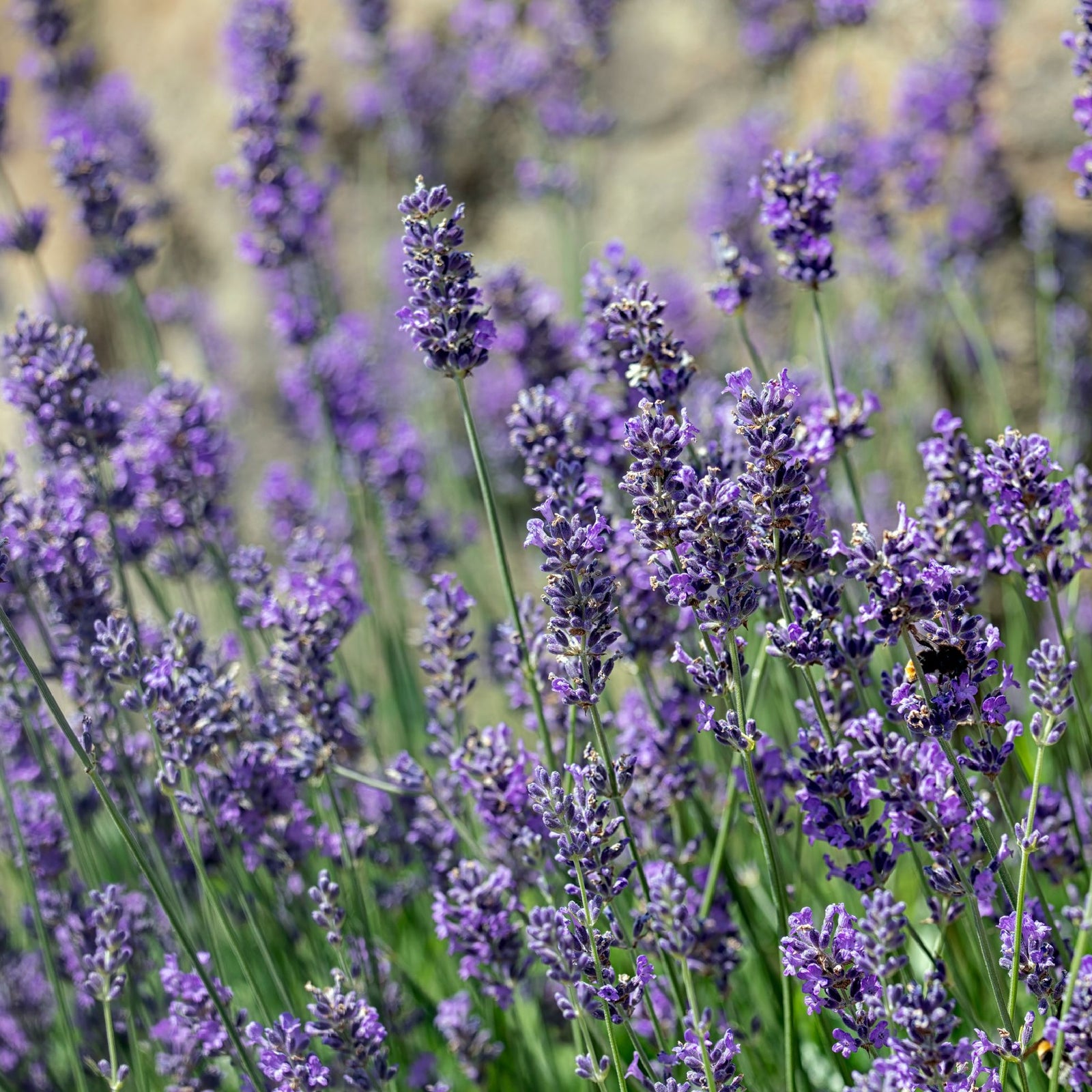 Close-up of Lavender angustifolia 'Munstead' 9cm/1.5L, a hardy perennial showcasing clusters of fragrant purple flowers on tall green stems, set against a softly blurred background.