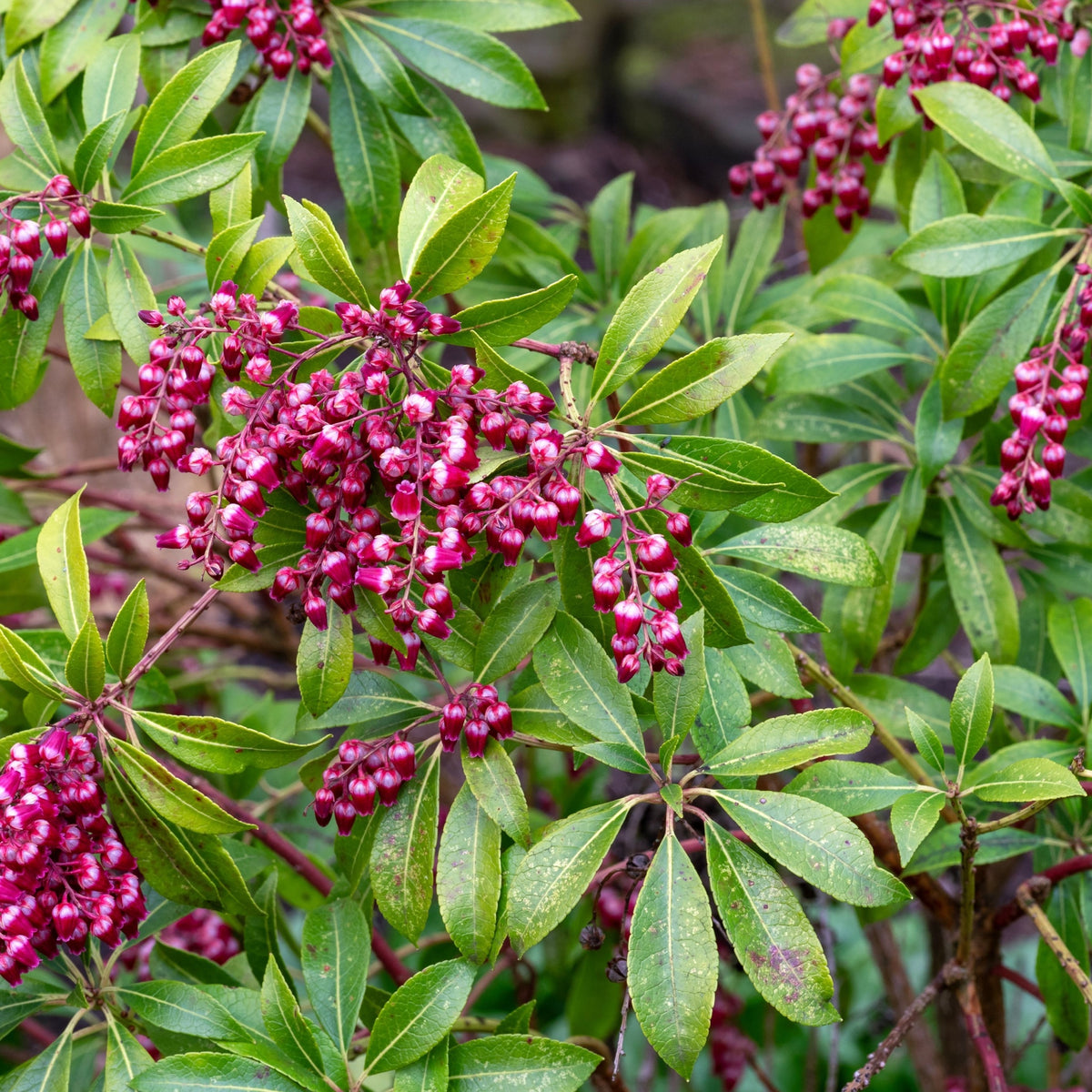 Pieris japonica 'Passion' 3L (50-60cm) is a hardy evergreen shrub with glossy, lance-shaped leaves and clusters of deep pink, bell-shaped flowers, creating a lush, dense appearance in natural garden settings.