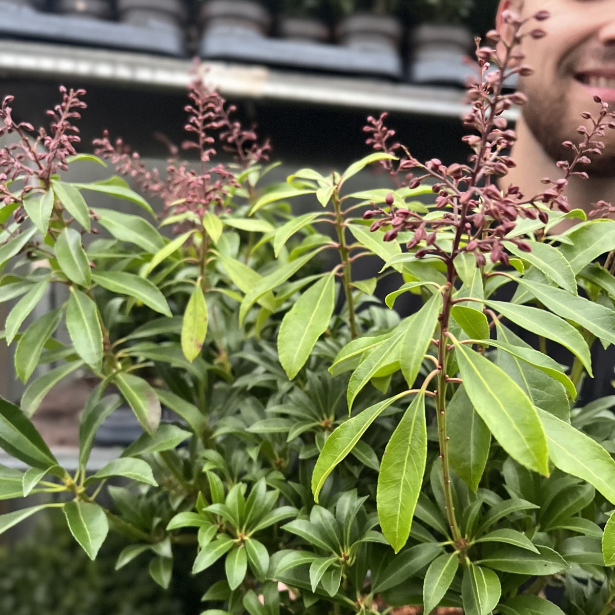 A close-up of Pieris japonica 'Passion' 3L (50-60cm) showcases leafy green foliage and reddish buds, with a smiling person partially visible behind the hardy plant. Blurred potted plants appear in the background.