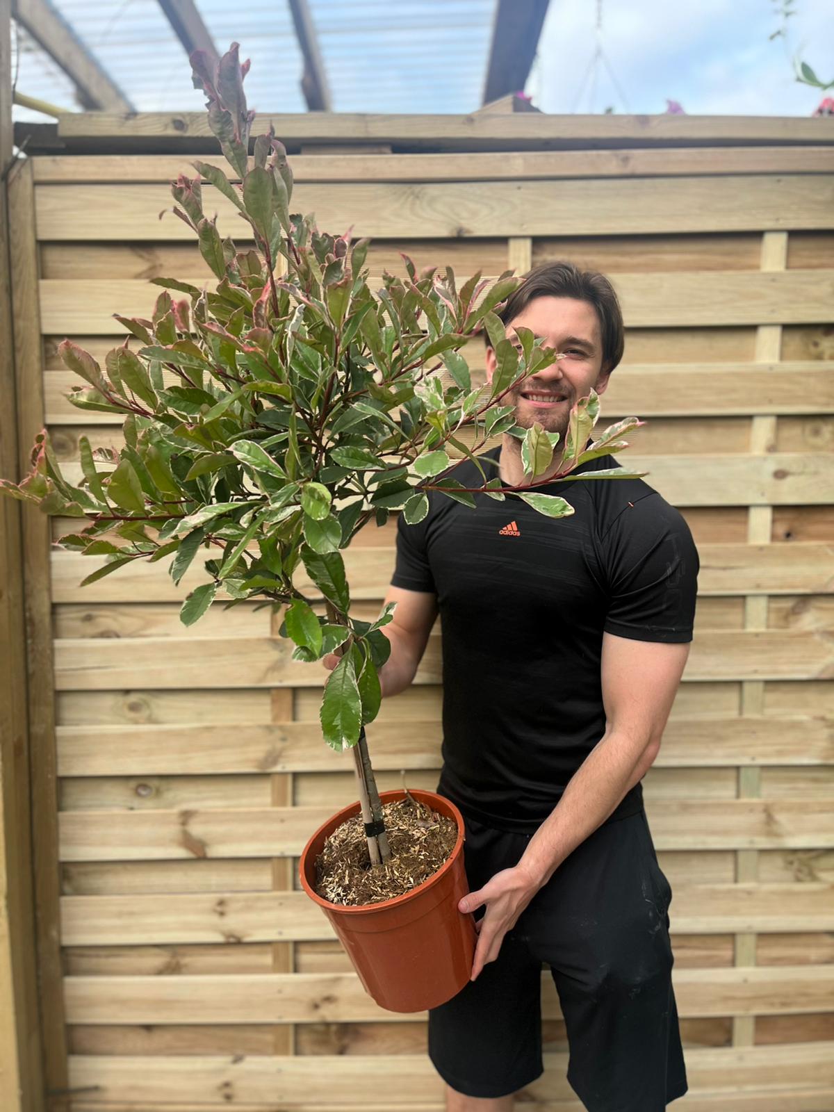 Special offer: Half Standard Photinia 'Pink Marble' 100cm (2 for £54.99)