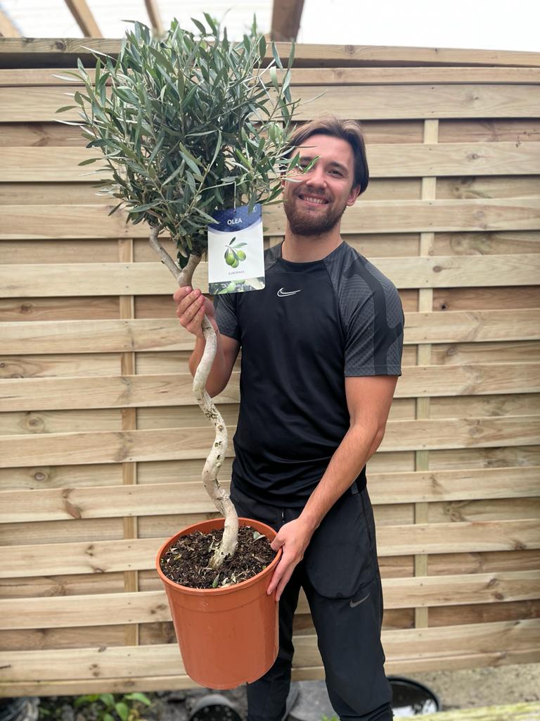 4ft Twisted Stem Olive Tree | Hardy Evergreen Potted Tree | 110-120cm (Multibuy Offers Aviailable)