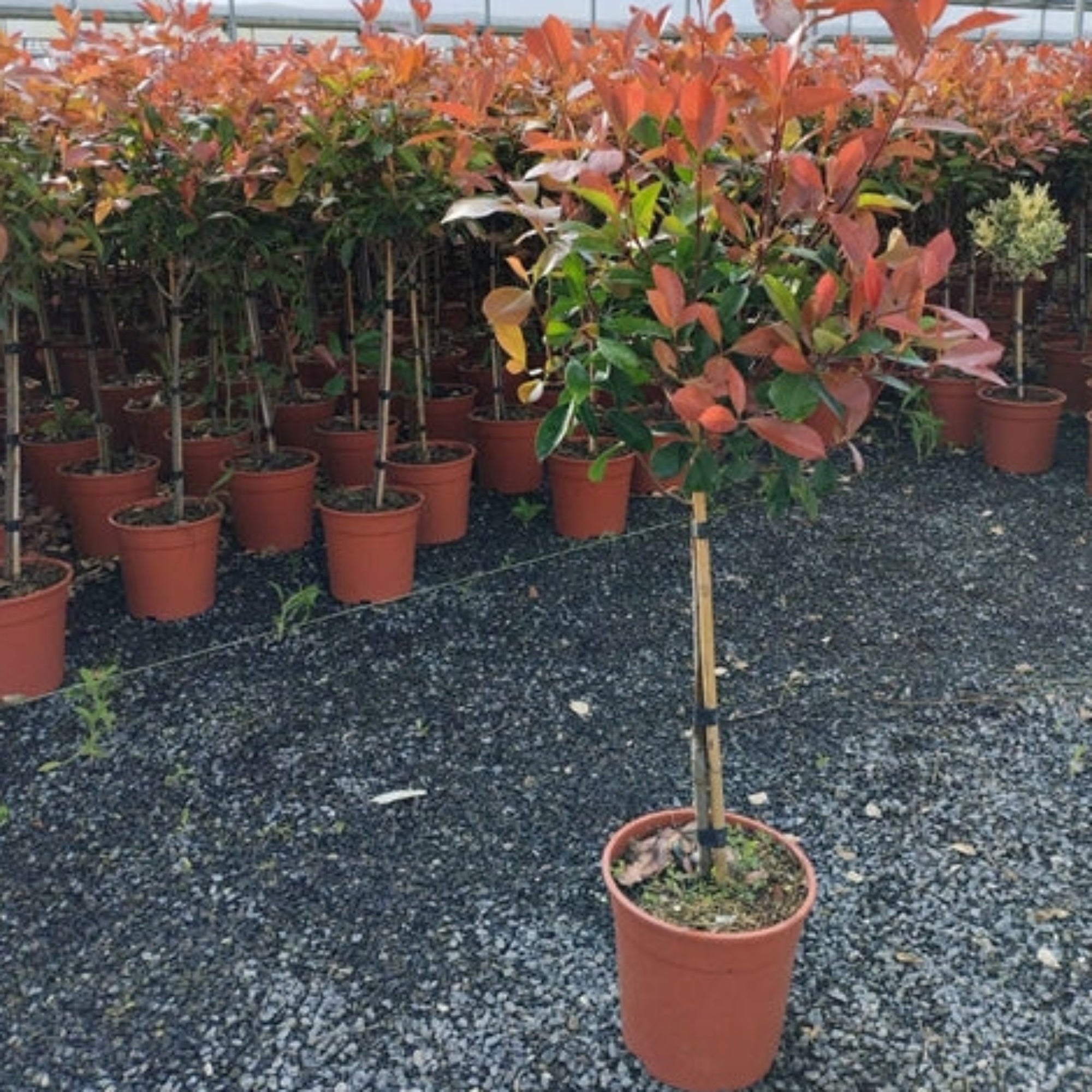 Special offer: Half Standard Photinia 'Red Robin' 100cm (2 for £54.99)