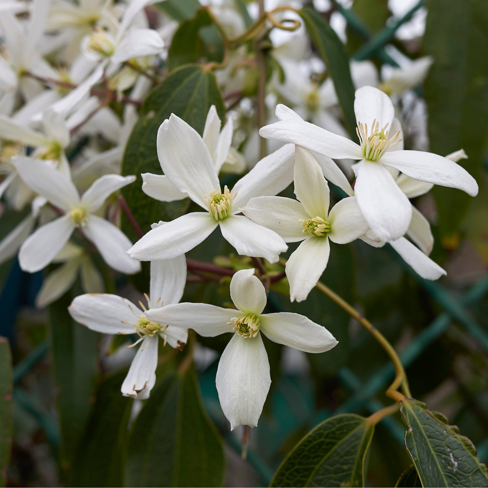 Clematis armandii (Evergreen and Fragrant) 100cm