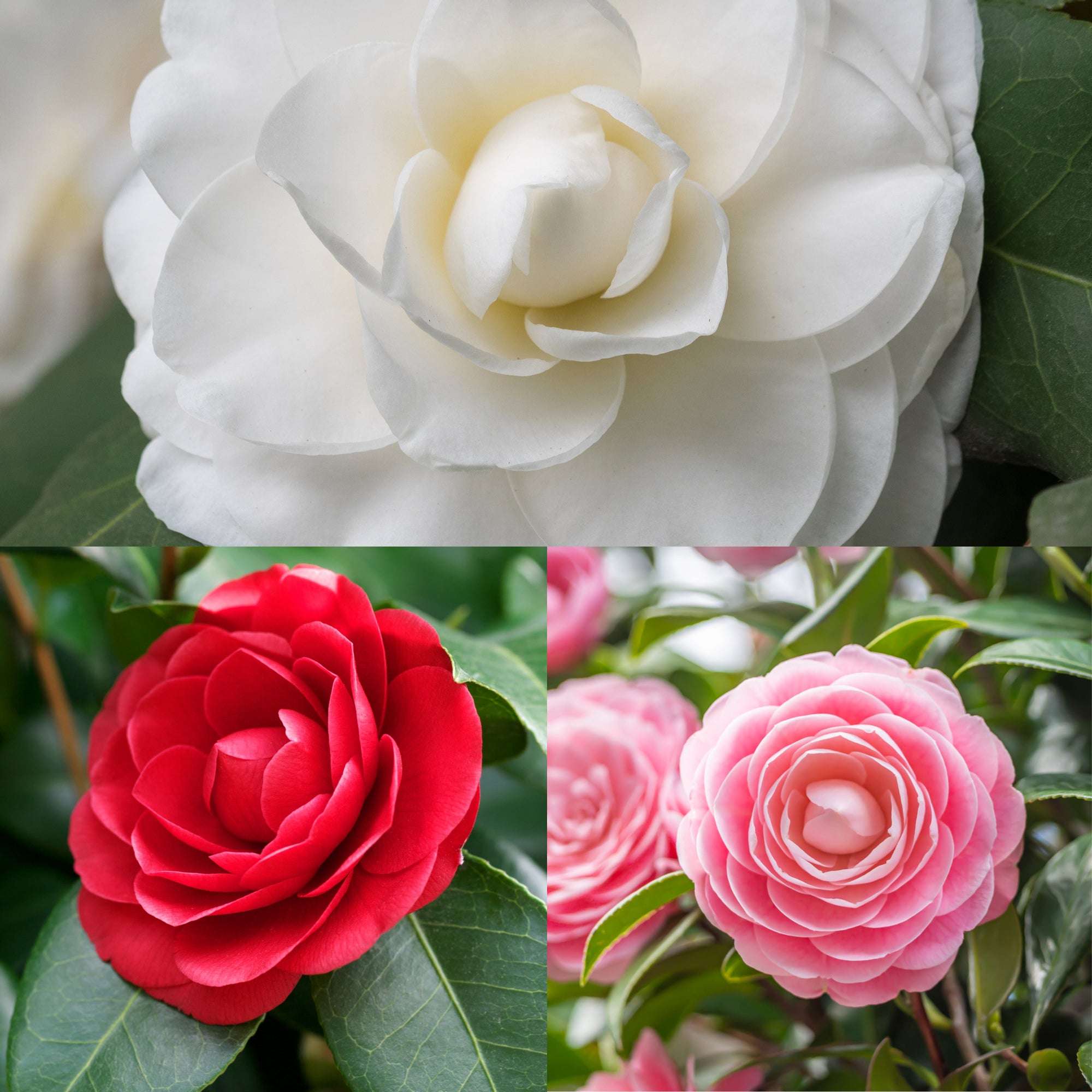 Camellia japonica 'Three Sisters' 90-100cm
