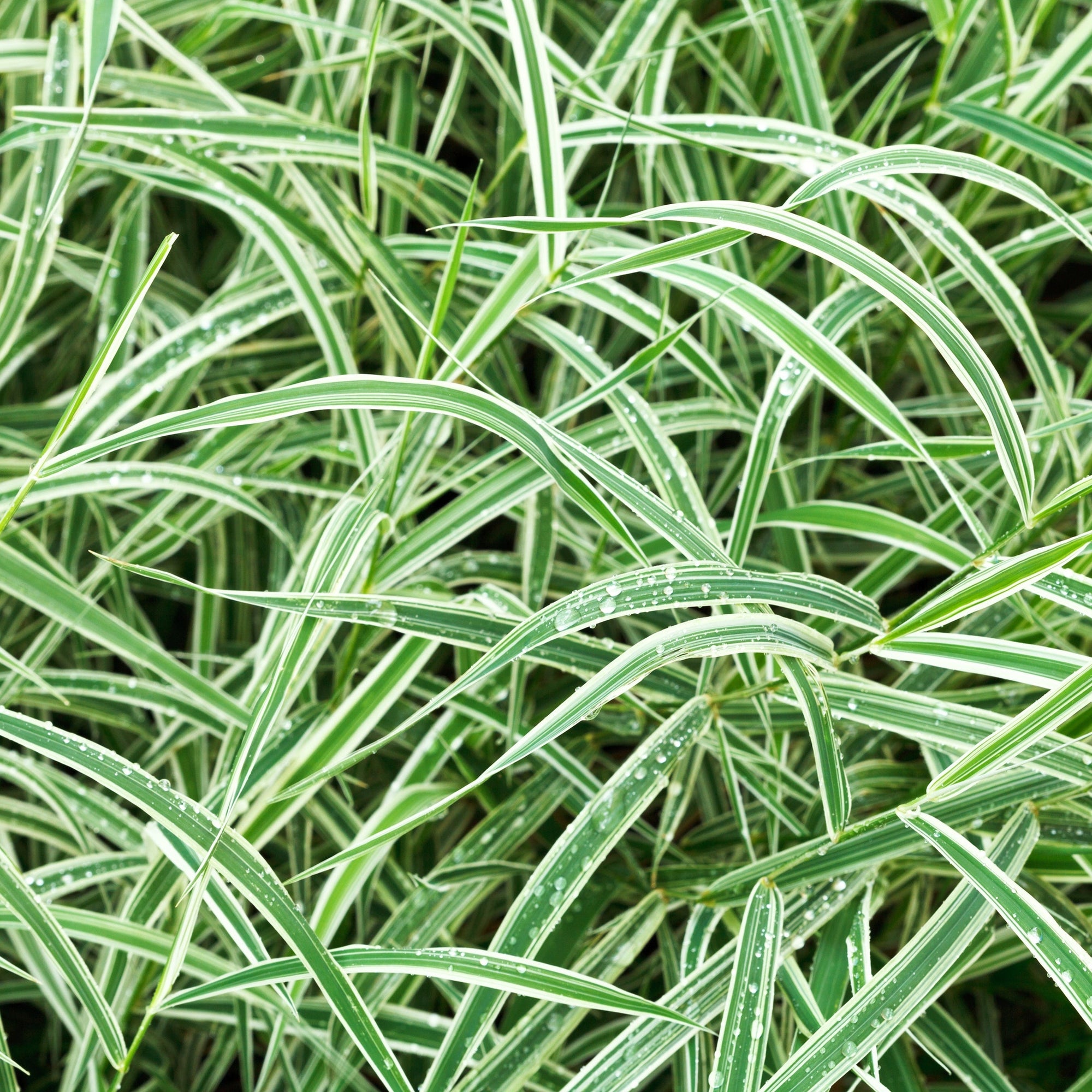 Carex - Everest | Ornamental Grass 1L