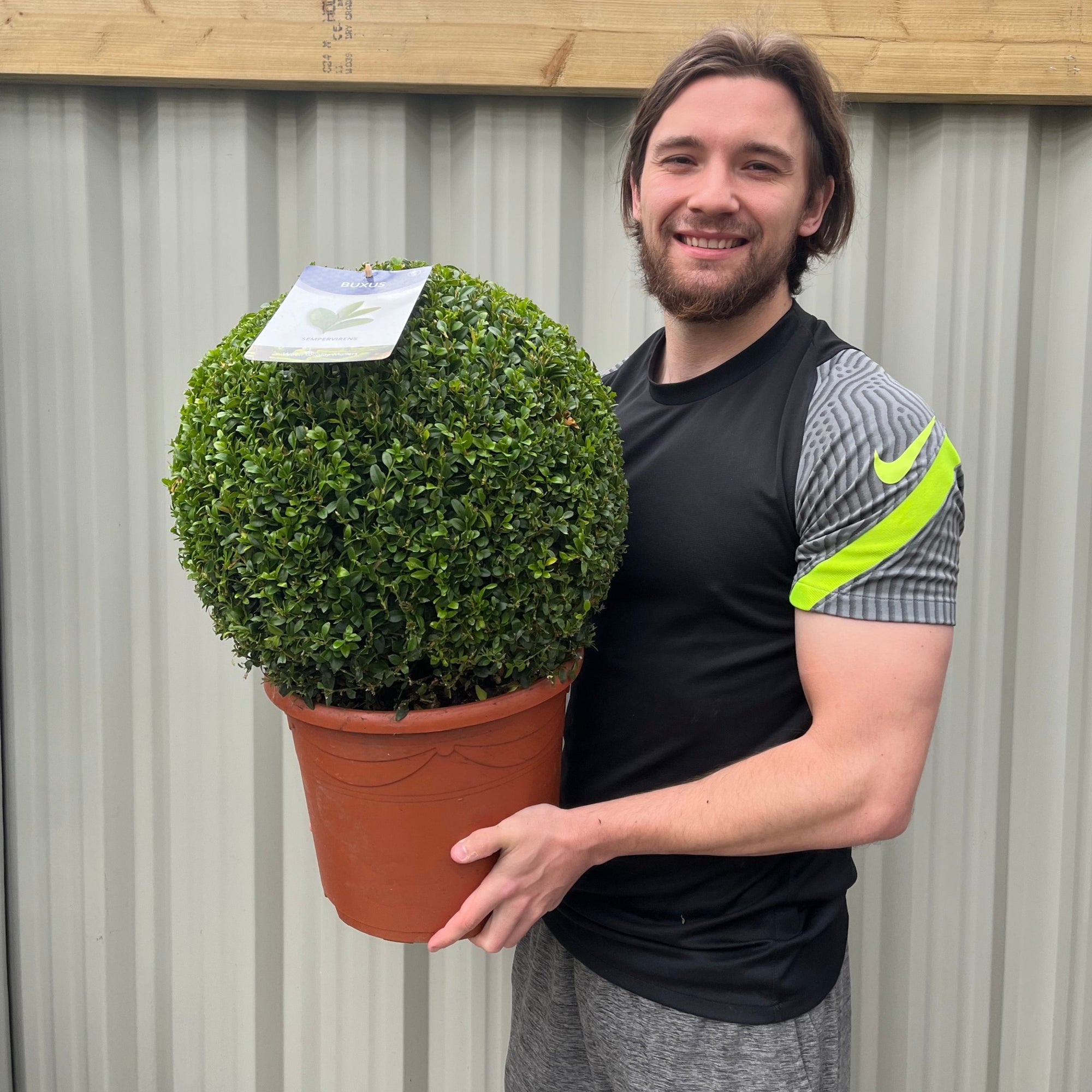 Buxus/Topiary Ball (Buxus sempervirens)