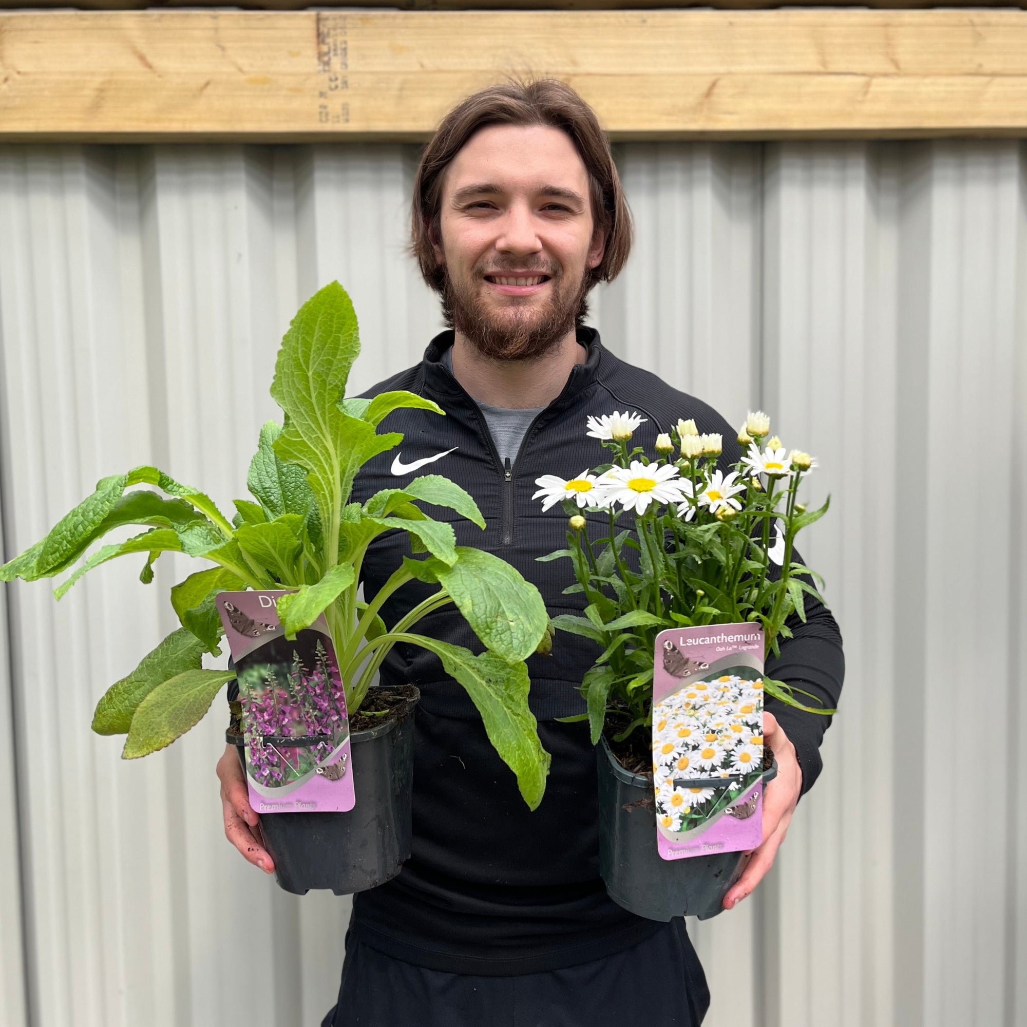 Our Selection of 2L Perennial Plants