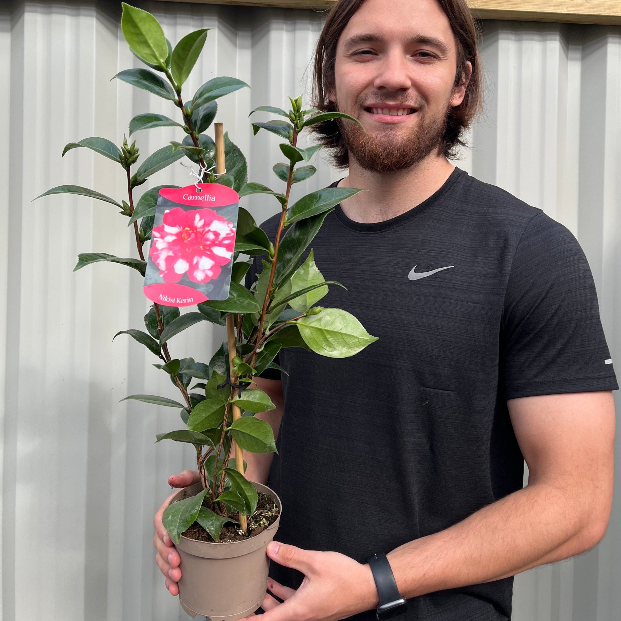 Camellia japonica Nikisi Kerin 40-50cm