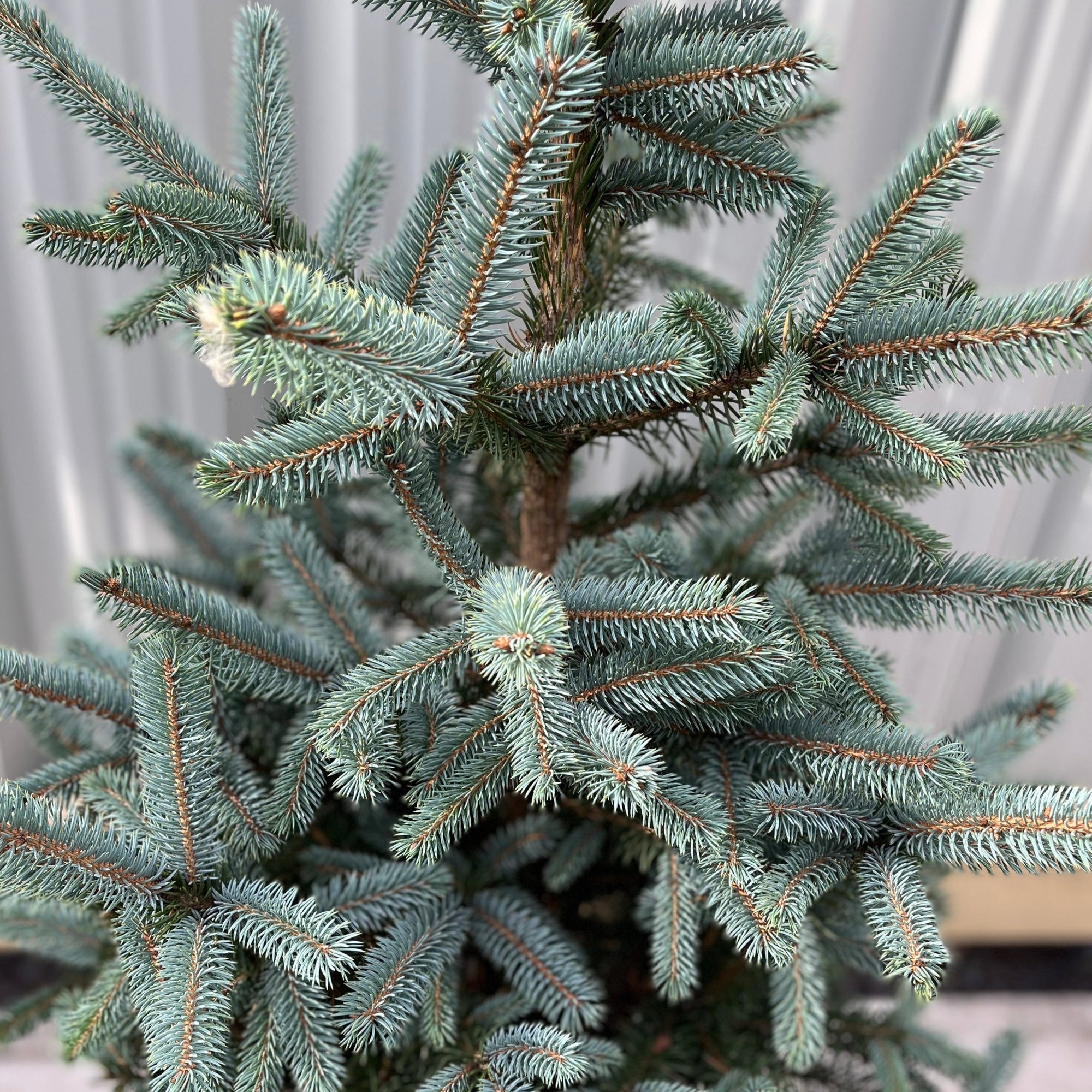 Potted  Real Christmas Tree | Picea pungens Super Blue | 80-90cm