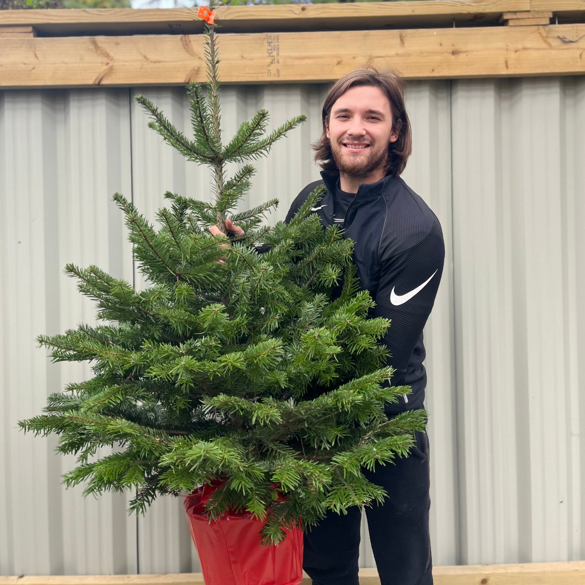 Nordmann Fir Pot Grown Christmas Tree | 1.5 - 1.6m