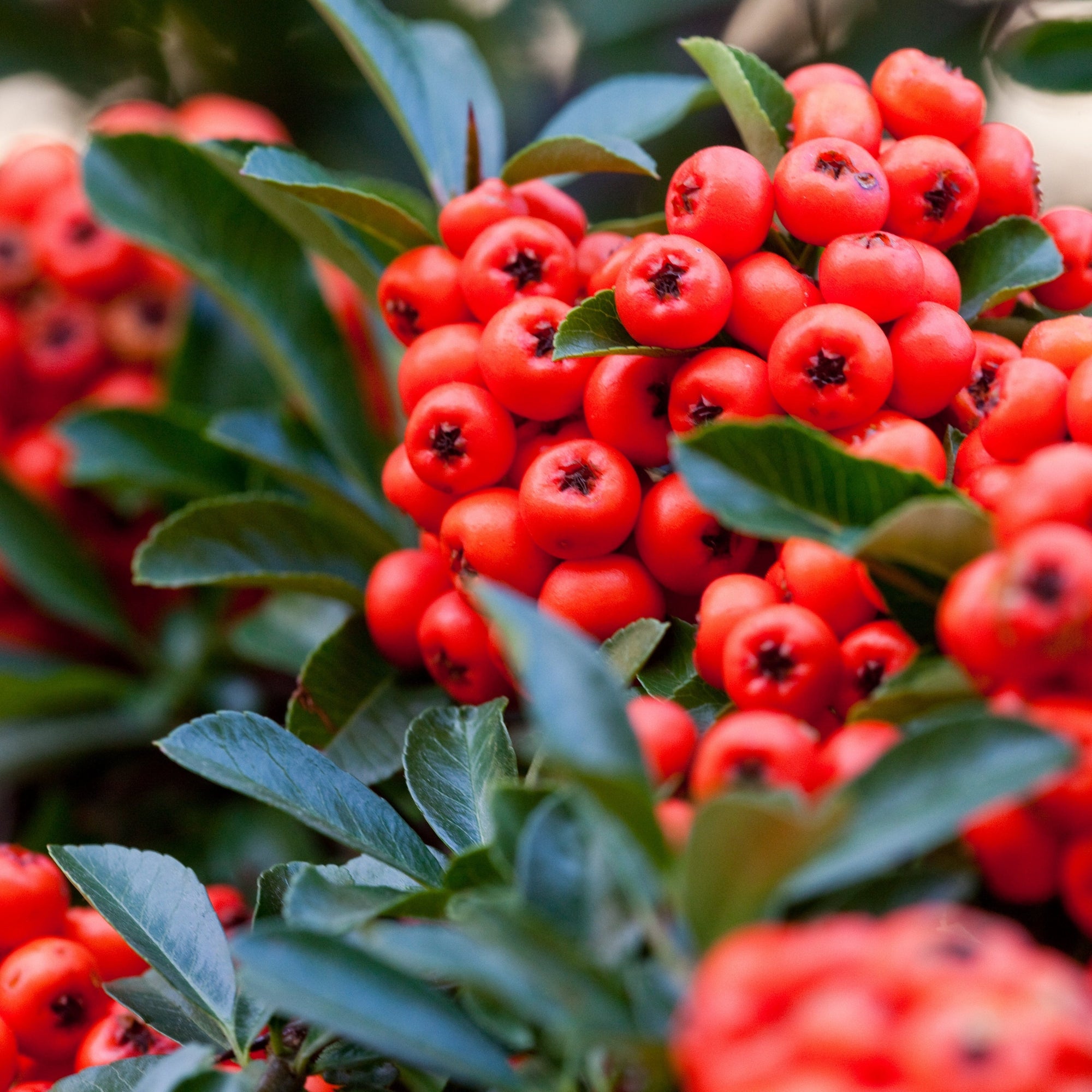 Pyracantha coccinea Red Star 2L