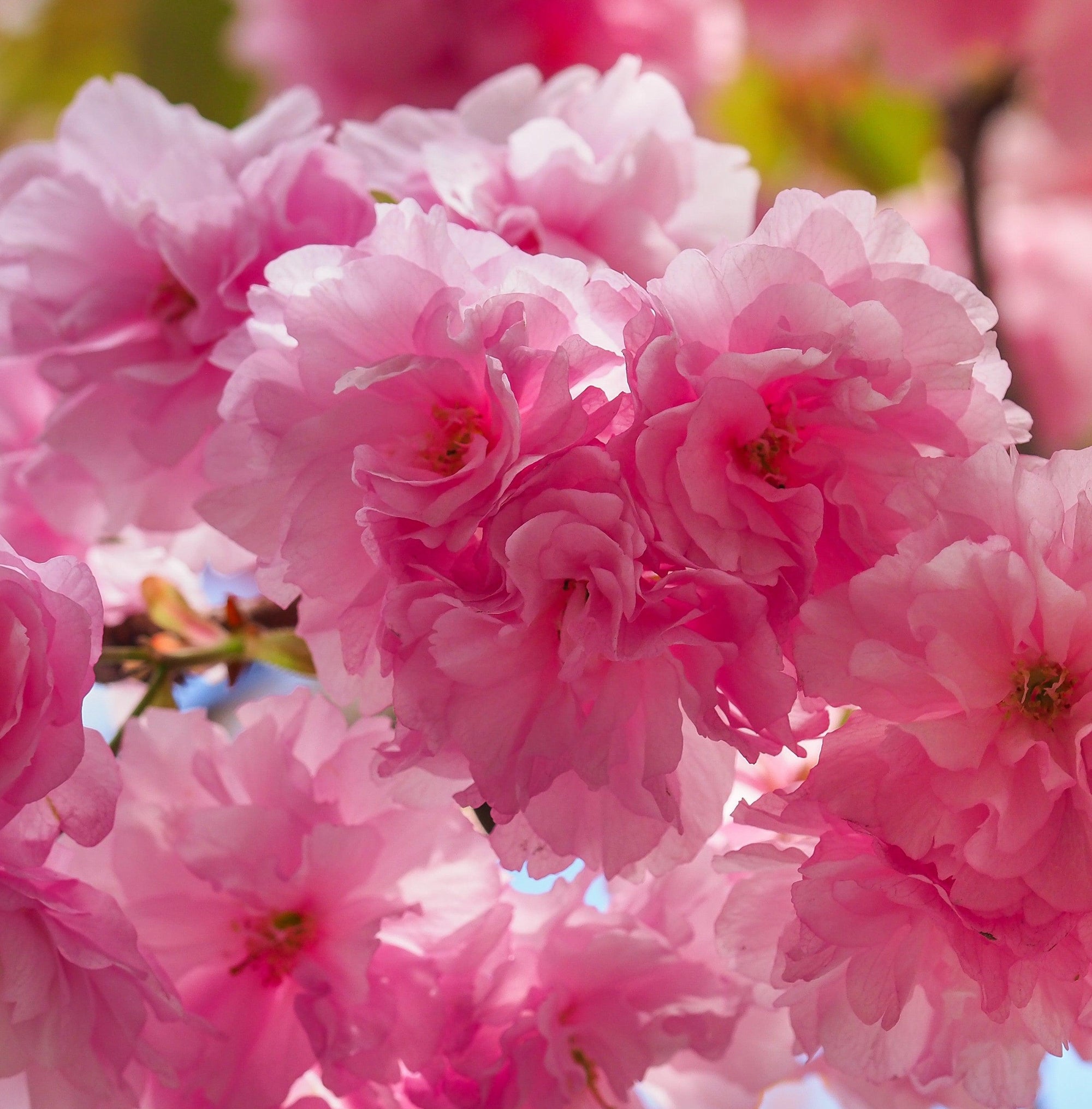 Ornamental Flowering Cherry Blossom Tree Dwarf - Prunus serrulata 'Royal Burgundy' 1-1.2m