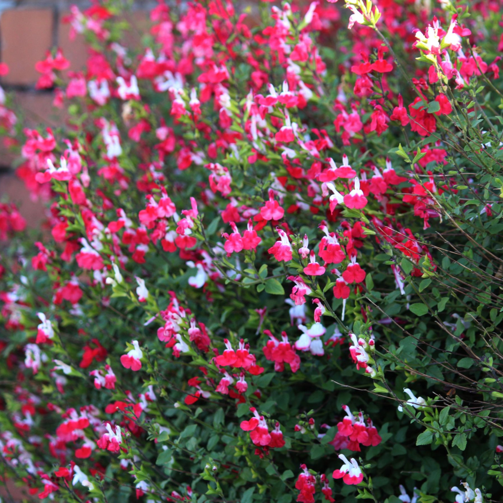 Salvia 'Hot Lips' 9cm/2L