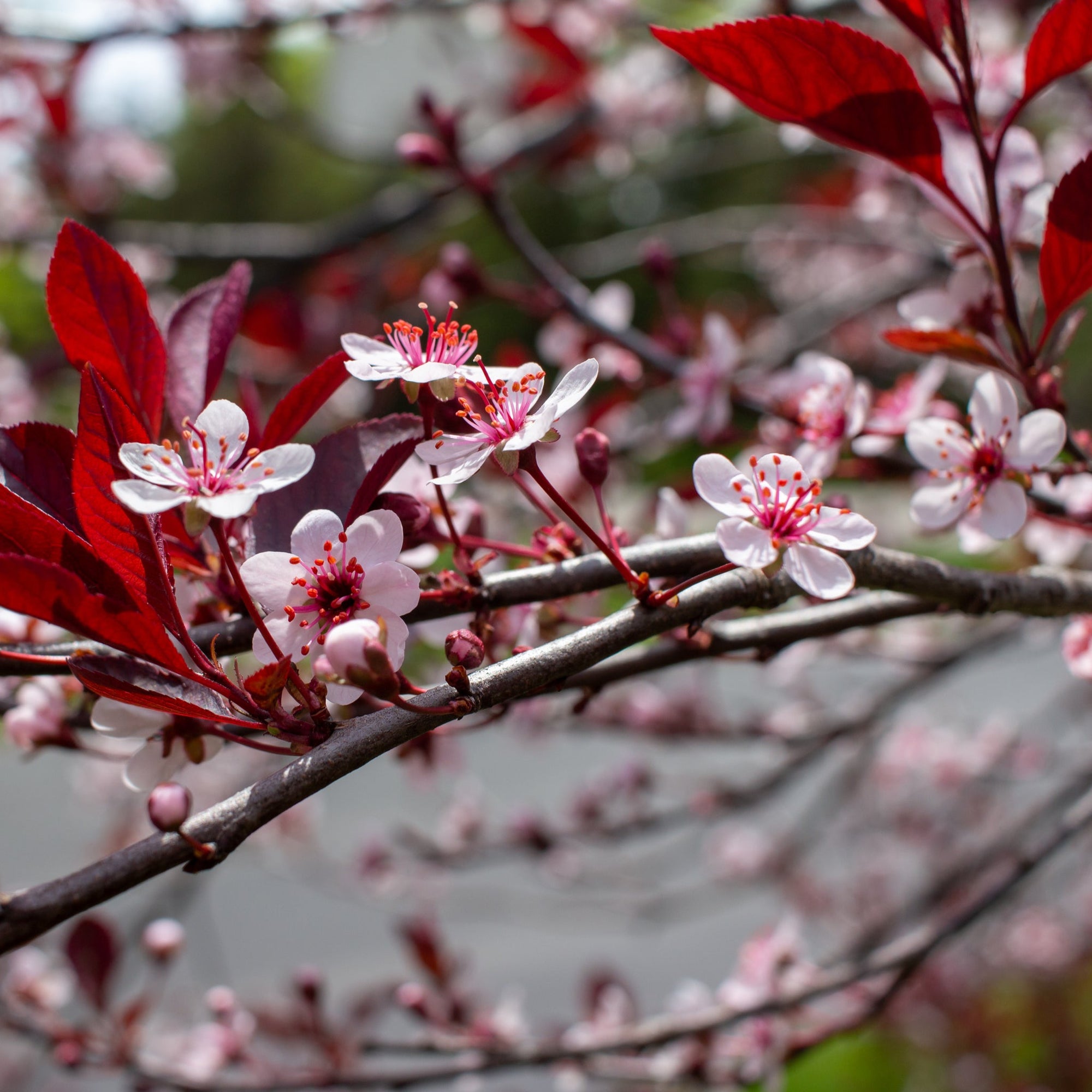 Dwarf/Patio Ornamental Flowering Cherry Blossom Tree - 'Cistena' 100-120cm