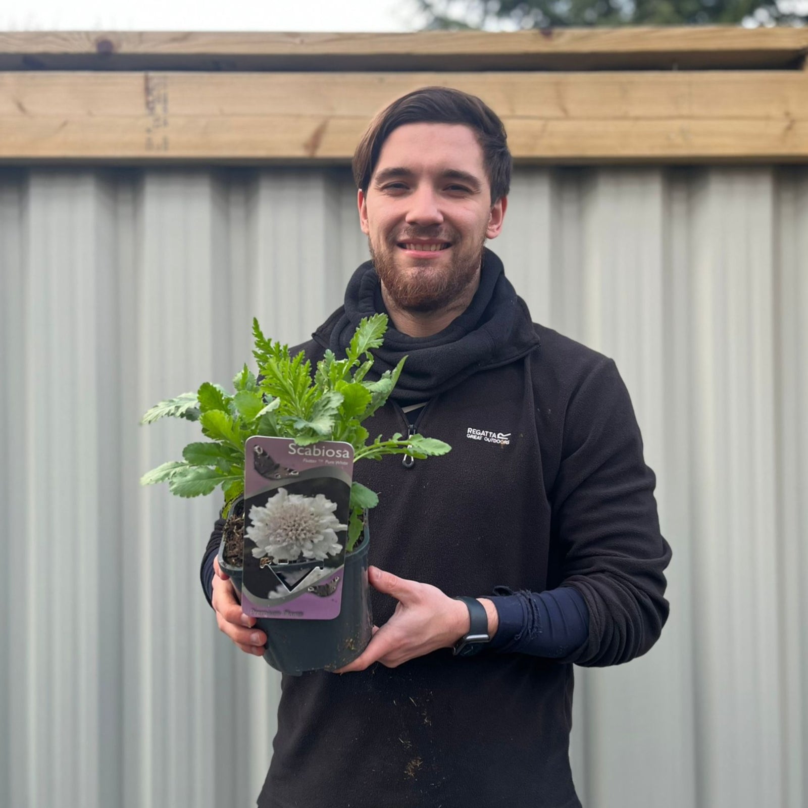 Scabious 'Kudo White' 9cm/2L