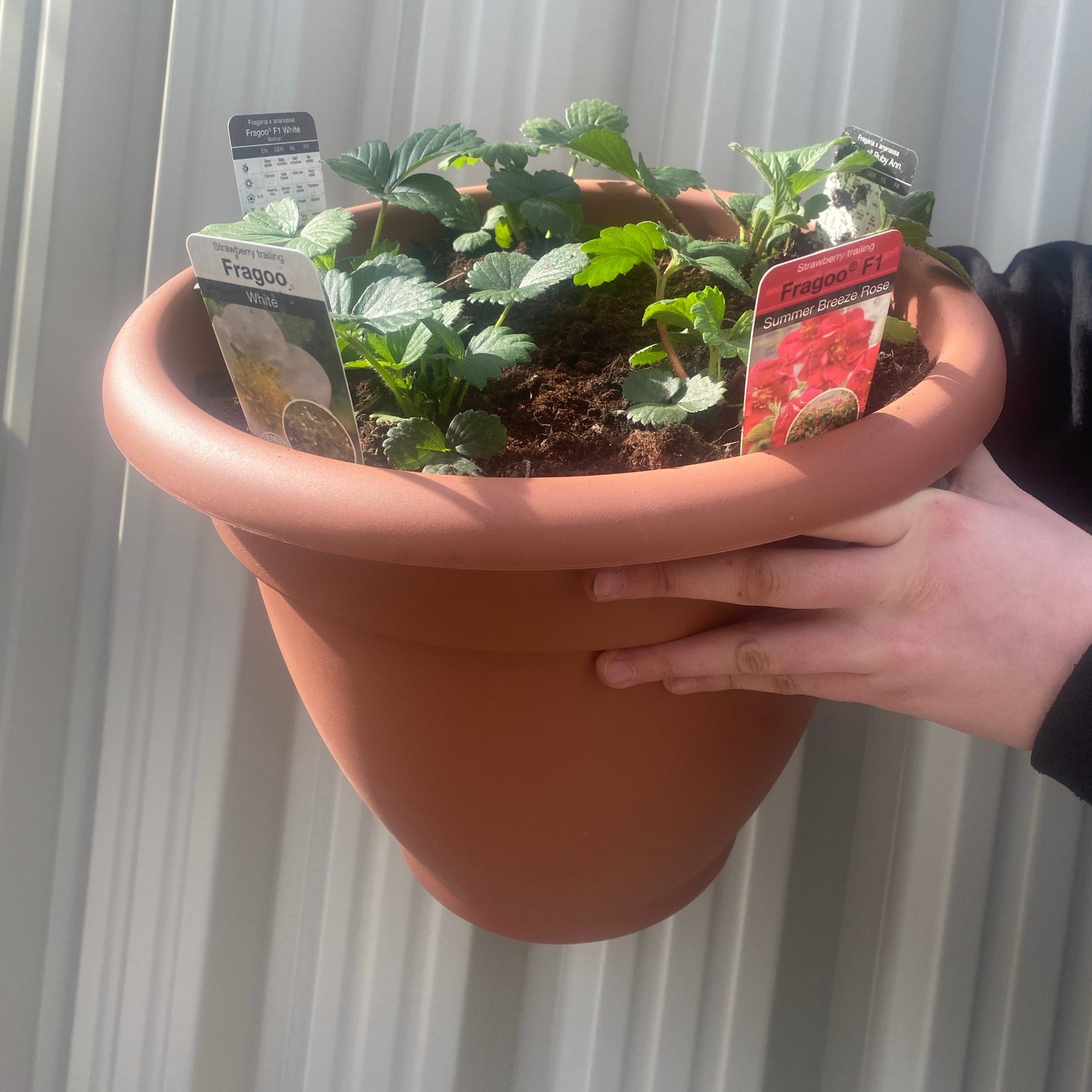 Plant Your Own - Strawberry Basket/Container