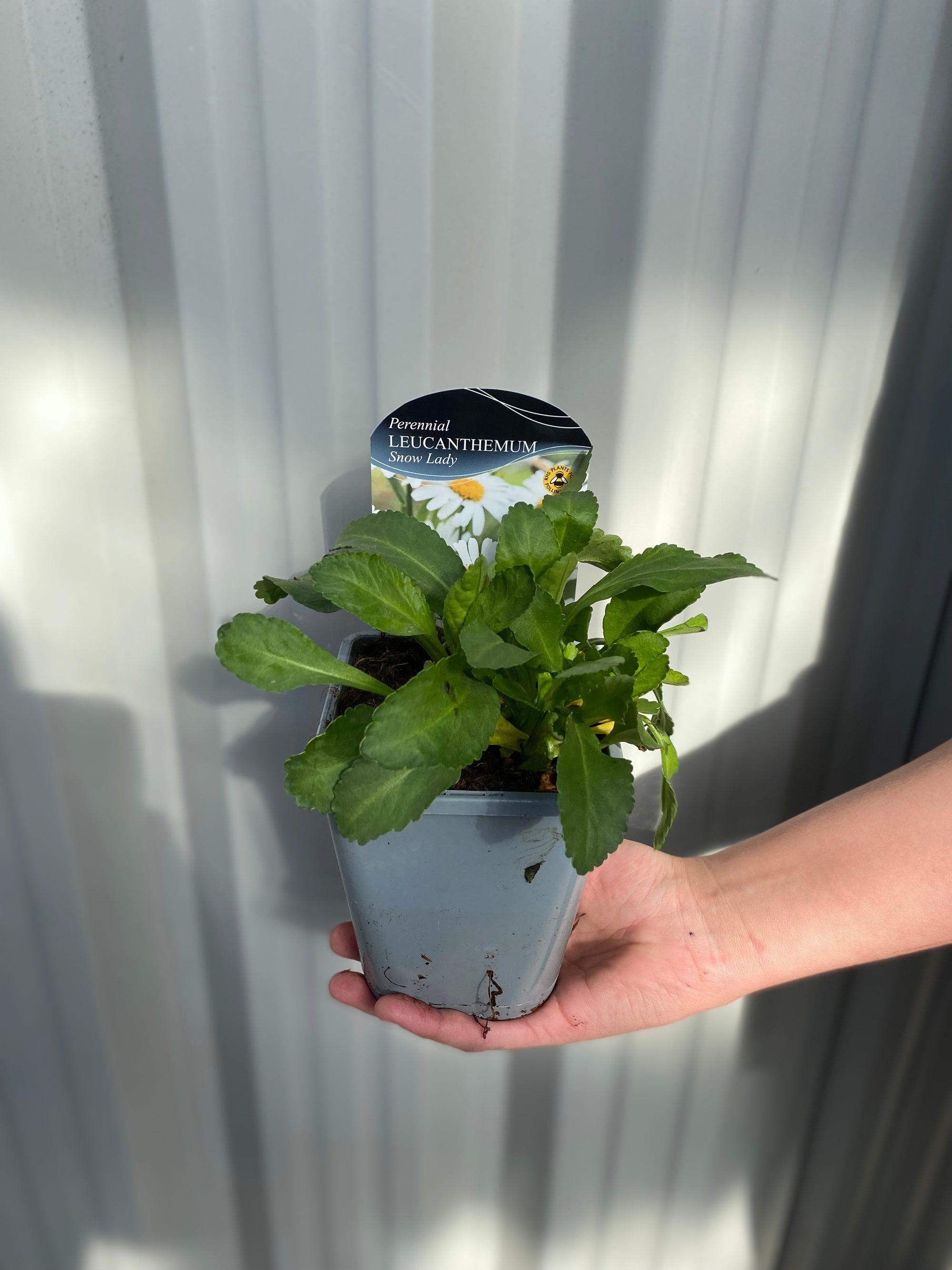 Leucanthemum 'Snow Lady' 9cm/1.5L Growers Pot