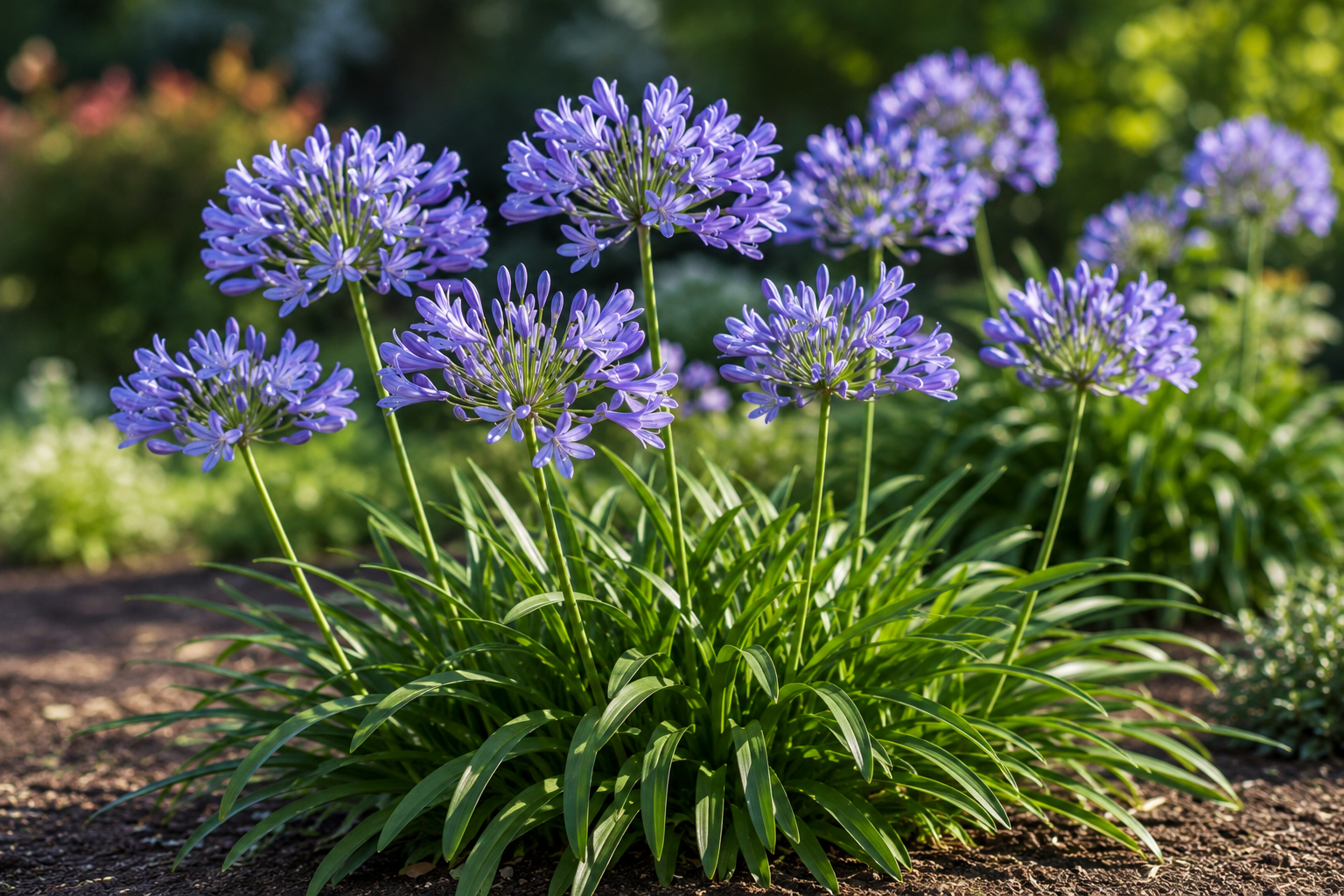 When to Plant Agapanthus | One Click Plants