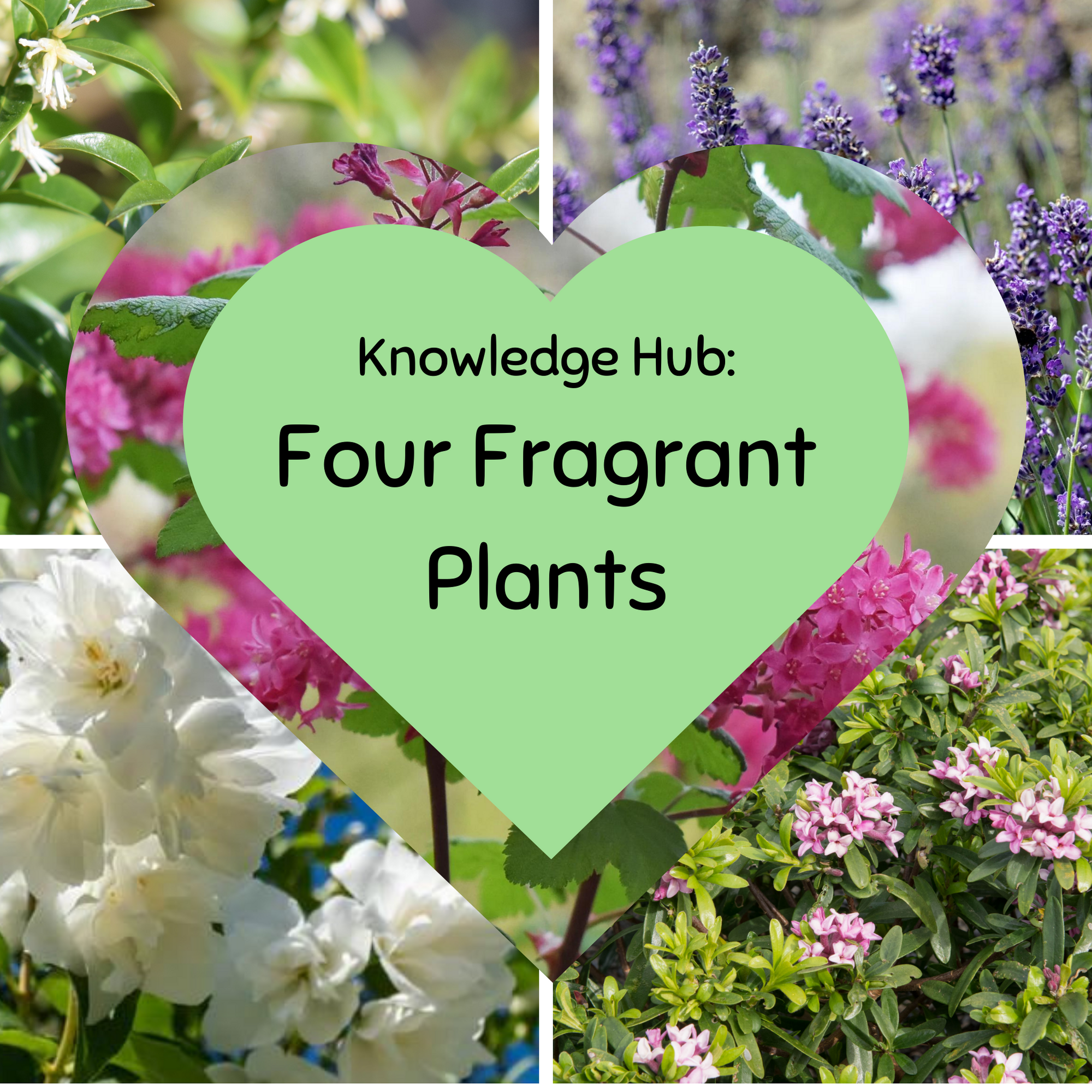 Four Fragrant Plants for Your Garden