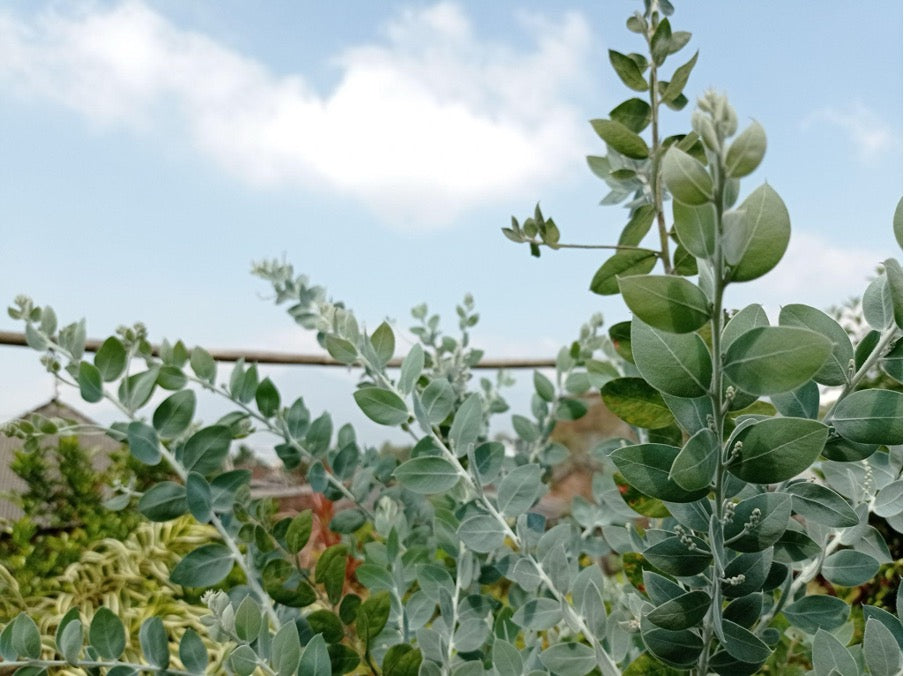 How to Care for a Large Eucalyptus Tree