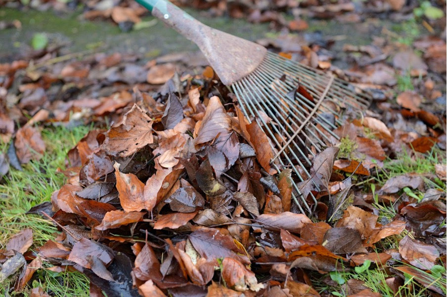 Leaves being raked