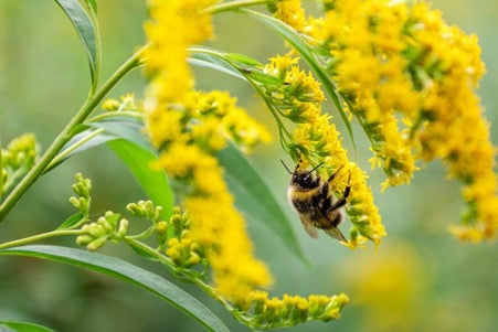 The Best Choice Of Plants For Attracting Pollinators This Summer
