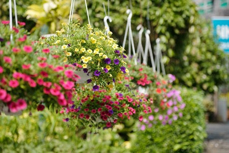 The Best Flowers For Your Summer Hanging Baskets