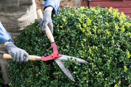 Pruning Your Shrubs - How And Why?